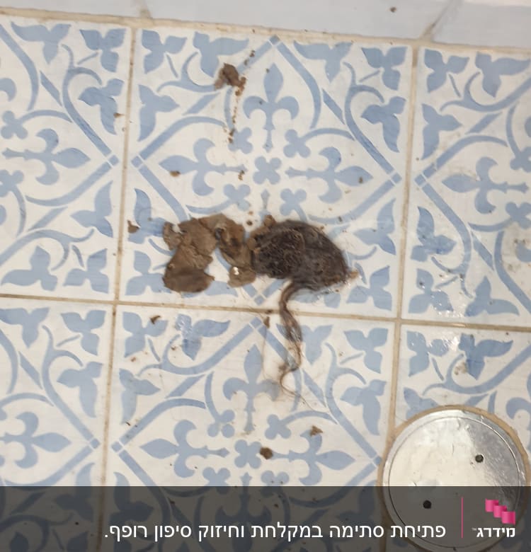שיער ולכלוך על רצפת אמבטיה ליד פתח ניקוז